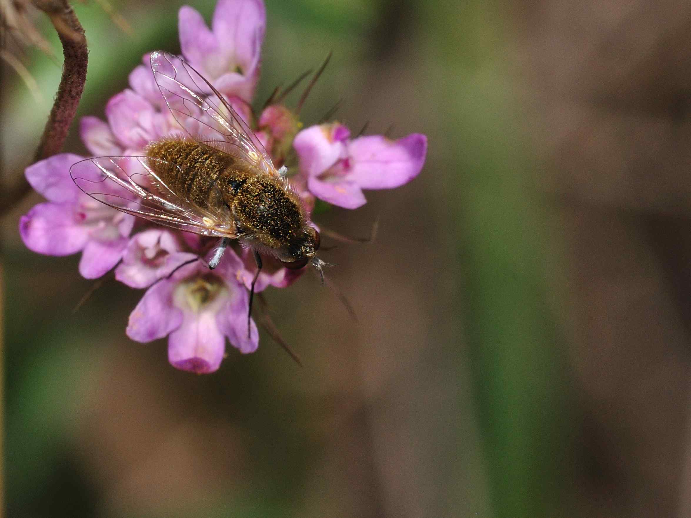 Geron sp. (Bombyliidae)